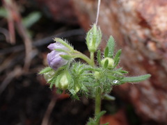 Phacelia linearis