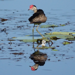 Irediparra gallinacea