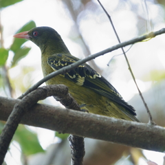 Oriolus flavocinctus