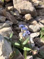 Myosotis asiatica