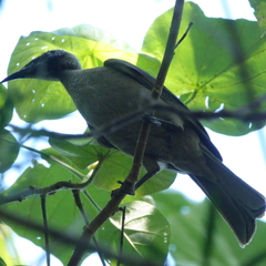 Philemon buceroides