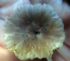 Gliophorus