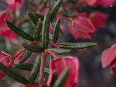 Boronia ledifolia