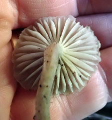 Gliophorus