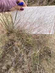 Muhlenbergia