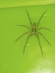 Acanthoctenus