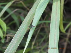 Ocyptamus dimidiatus