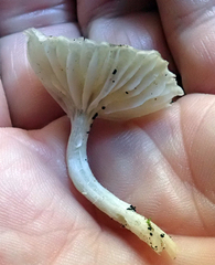 Gliophorus