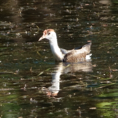 Irediparra gallinacea
