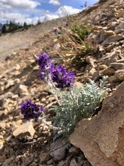 Phacelia sericea