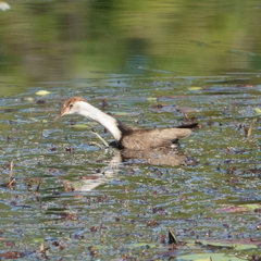 Irediparra gallinacea