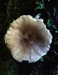 Gliophorus