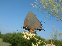 Atlides halesus