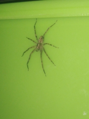 Acanthoctenus
