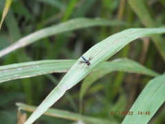 Ocyptamus dimidiatus