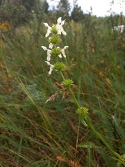 Stachys recta