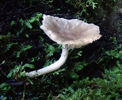 Gliophorus