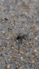 Phoridae