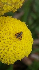 Austrotephritis poenia