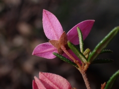 Boronia ledifolia
