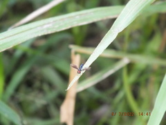 Ocyptamus dimidiatus