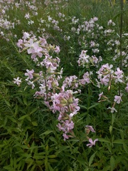 Saponaria officinalis