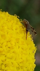 Austrotephritis poenia