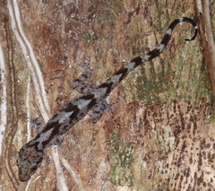 Cyrtodactylus jellesmae