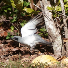 Coracina novaehollandiae