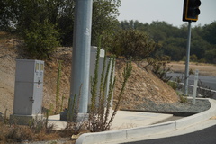 Heterotheca grandiflora