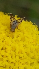 Austrotephritis poenia