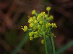 Lomatium