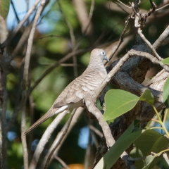 Geopelia placida