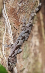 Cyrtodactylus jellesmae