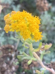 Eriophyllinae