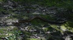 Crotalus molossus nigrescens