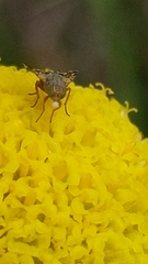 Austrotephritis poenia