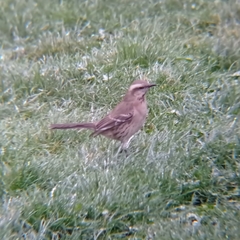Mimus thenca