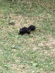 Sciurus carolinensis