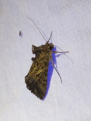 Ctenoplusia oxygramma