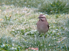 Mimus thenca