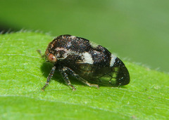 Smiliinae