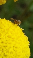 Austrotephritis poenia