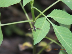 Ocyptamus dimidiatus