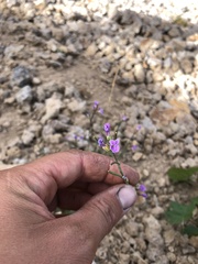Boechera