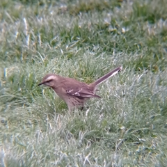 Mimus thenca