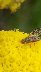 Austrotephritis poenia