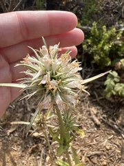 Dipsacus sativus