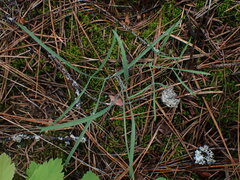 Lomatium