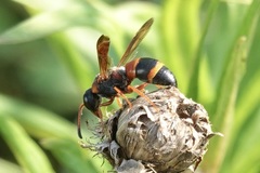 Pachodynerus erynnis